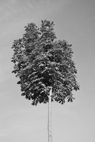 Photograph Copyright Andrew MacKillop 2009